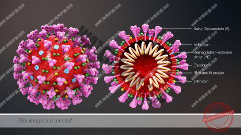 shape defining coronavirusstructure and its microscopic view