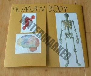 Read more about the article General Knowledge of a Human Body