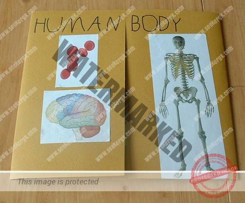 A Human Body picture down on a page
